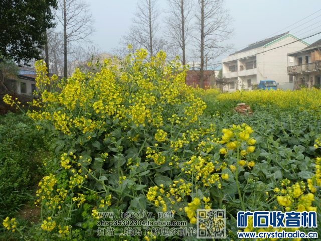 矿石机三月下江南(二)